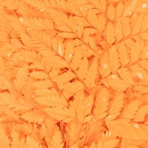 Article Frondes de fougère séchées et conservées pour l'art floral et la décoration automnale, 42 cm, lot de 10.