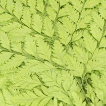 Article Fougères : Matériau naturel préservé de haute qualité pour des projets de décoration durables, 40 cm, lot de 10.
