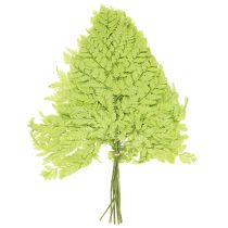 Article Fougères : Matériau naturel préservé de haute qualité pour des projets de décoration durables, 40 cm, lot de 10.