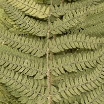 Article Fougère séchée et conservée. Idéale pour une décoration intérieure naturelle. 80 cm