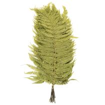 Article Fougère séchée et conservée. Idéale pour une décoration intérieure naturelle. 80 cm