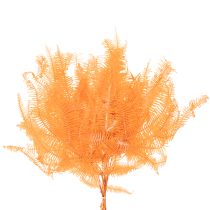 Article Branche de fougère séchée, 60 cm, lot de 10.