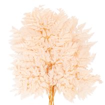 Article Fougère séchée décorative pour vase 42 cm, lot de 10