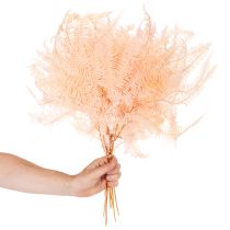 Article Frondes de fougère séchées, décoration de fougère pour vases, 60 cm, lot de 10