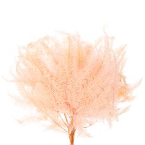 Article Frondes de fougère séchées, décoration de fougère pour vases, 60 cm, lot de 10
