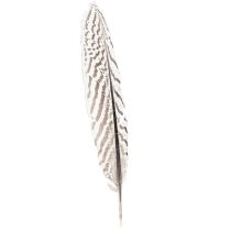 Article Plumes de faisan pour travaux manuels marron beige naturel 20cm 20pcs