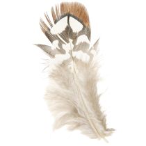 Article Plumes de faisan pour l&#39;artisanat, tachetées de brun, 4-9 cm, 60 pièces