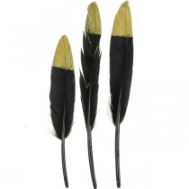 Plumes décoratives noires, vraies plumes dorées pour l&#39;artisanat 12-14cm 72p