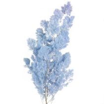Article Asperge sétacée Herbes séchées Bleu clair 55-70cm 100g