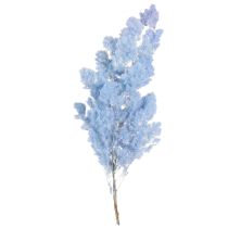 Article Asperges décoratives séchées, fleurs de plumes bleu clair, 55-70 cm