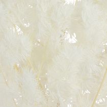 Article Asperge sétacée Déco Herbes séchées Blanc 55-70cm 100g