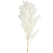 Article Asperge sétacée Déco Herbes séchées Blanc 55-70cm 100g