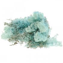 Article Mousse de décoration bleu clair aigue-marine mousse de renne mousse artisanale 400g
