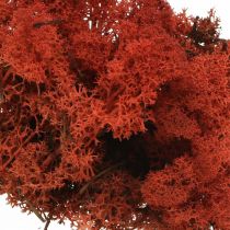 Mousse décorative rouge Sienne mousse naturelle pour l&#39;artisanat, séchée, colorée 500g