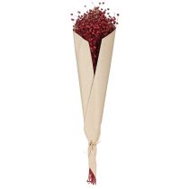 Article Lin rouge bordeaux séché, décoration, fleurs séchées, L55cm, 80g