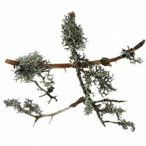 Article Mousse de lichen mousse grise avec branches 750g