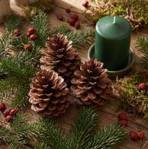 Article Pommes de pin (Pinus maritima), pommes de pin maritime, décoratives, 12-13 cm, 3 pièces