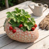Article Fraise décorative, cache-pot, décoration en béton à planter L17cm