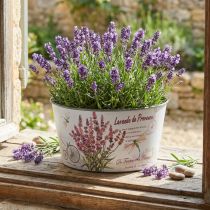 Article Jardinière lavande bol à fleurs en plastique rond Ø21cm H11cm