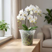 Article Pot en plastique “Irys” transparent Ø17cm 1 pce
