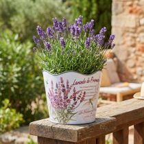Article Jardinière pot de fleur plastique été lavande Ø16,5cm H13,5cm