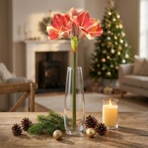 Article Amaryllis Artificielle Rose et Crème – Grande Fleur à Tige 76cm