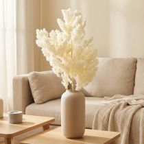 Article Asperges sèches décoration herbe ornementale séchée blanche 80g