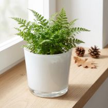 Article Jardinière en verre blanc Ø11.5cm H11cm