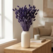 Article Phalaris violette séchée, herbe décorative 50-55 cm, 100 g