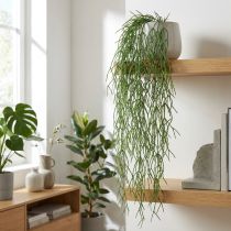 Article Vrilles décoratives, cactus corail, suspension artificielle Rhipsalis Vert L120cm