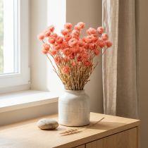 Article Fleurs séchées fleurs de calotte fleurs de paille saumon H42cm