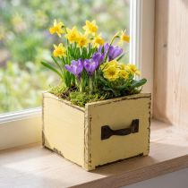 Article Bac à plantes décoratif en bois jaune 12,5 cm