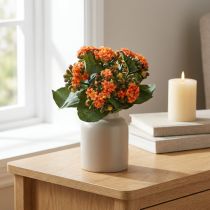 Article Flaming Käthchen Kalanchoe orange artificiel 24cm