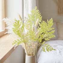 Article Fougères : Matériau naturel préservé de haute qualité pour des projets de décoration durables, 40 cm, lot de 10.