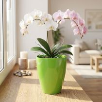 Article Pot à orchidées brillant Ø12,5cm citron vert 1 pce