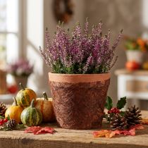 Article Polaire 8cm 25m marron