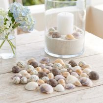 Article Décoration de coquillages mini coques coquilles d'escargots 1–3 cm 340 g