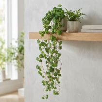 Article Plantes artificielles suspendues Echeveria vertes (l 12 cm, L 50 cm)