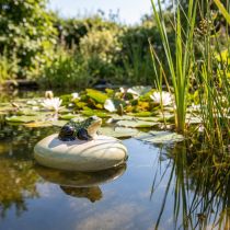 Article Grenouille décorative en céramique flottante, 13 cm, idéale pour les bassins et fontaines de jardin.