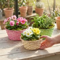 Article Bol à plantes rond Ø20cm coloré 8 pièces