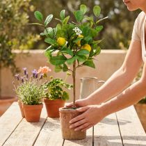 Article Citronnier artificiel, pot de 58 cm, arbre décoratif, style méditerranéen
