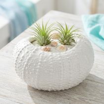 Article Bol décoratif ovale maritime en céramique blanc 19x15x8,5cm