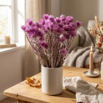 Article Fleurs séchées Fleurs de calotte Fleurs de paille violettes H42cm