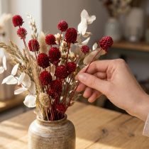 Article Globe amarante Gomphrena Globosa rouge foncé L45cm 100g