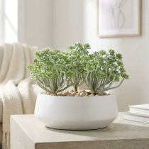 Article Plante succulente Echeveria 17cm Gris 3 pcs