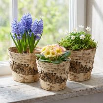Article Pot de fleurs en bouleau avec feuille d'aluminium Ø15cm H13cm 3pcs