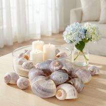 Article Coquilles d'escargots naturels 1 kg