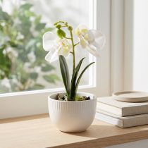 Article Mini orchidées artificielles blanches en pot de 15 cm