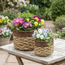 Article Panier en Osier Bol à Plantes en Osier Naturel Naturel L30/22cm H20/17cm Lot de 2