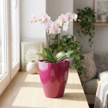 Article Pot à orchidées brillant Ø12,5cm cerise 1 pc